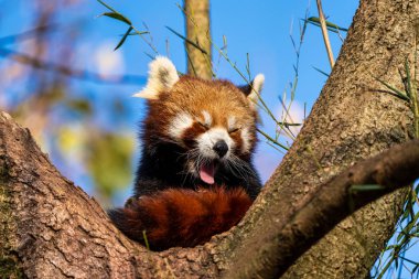Red panda, Ailurus fulgens, küçük panda olarak da bilinir.