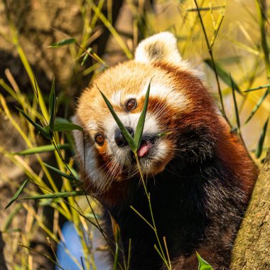 Red panda, Ailurus fulgens, küçük panda olarak da bilinir.