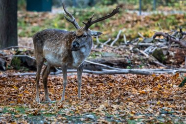 Nadas geyik, dama mesopotamica bir ruminant memelisidir