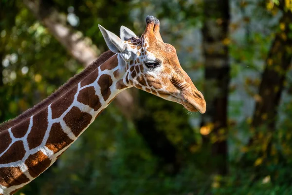 Η καμηλοπάρδαλη, Giraffa Καμηλοπάρδαλις είναι μια αφρικανική θηλαστικό — Φωτογραφία Αρχείου