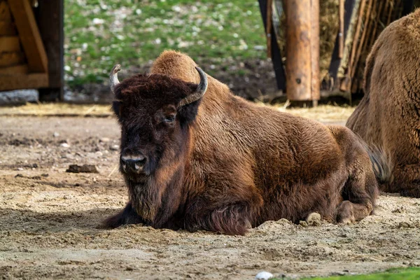 Búfalo americano conocido como bisonte, Bos bisonte en el zoológico — Foto de Stock