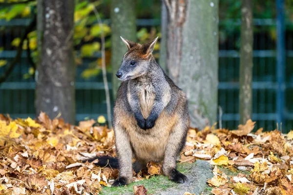 Болото Wallaby, Валлабия двухцветный, является одним из самых маленьких кенгуру — стоковое фото