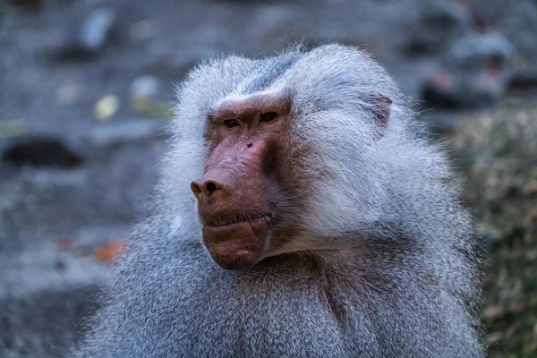 El babuino hamadryas, Papio hamadryas es una especie de mandril — Foto de Stock
