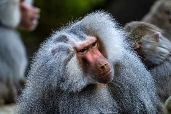 El babuino hamadryas, Papio hamadryas es una especie de mandril — Foto de Stock