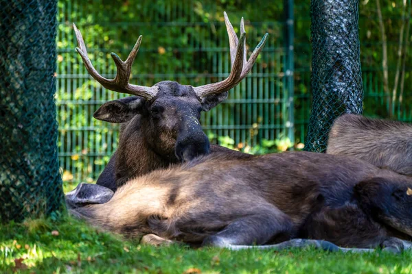 Alces alces, también conocido como el alce — Foto de Stock