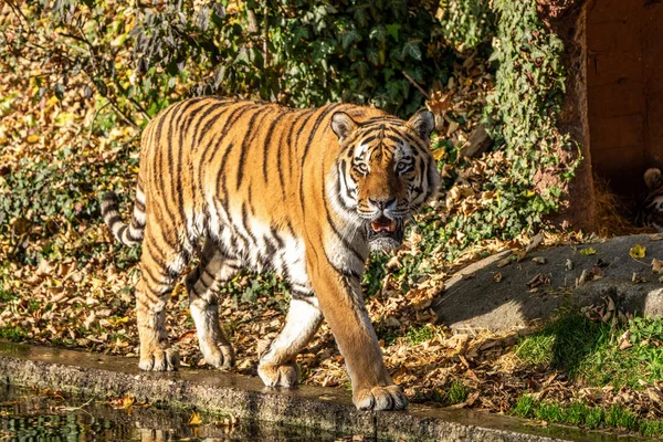 De Siberische tijger, Panthera tigris altaica in de dierentuin — Stockfoto