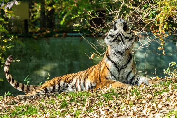 O tigre siberiano, Panthera tigris altaica no zoológico — Fotografia de Stock