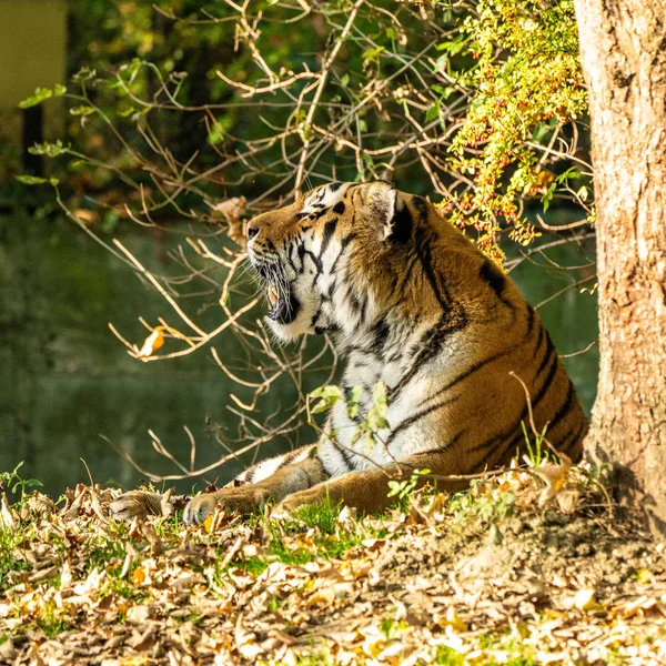 Der sibirische Tiger, Panthera tigris altaica im Zoo — Stockfoto