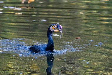 Büyük karabatak, Phalacrocorax karbonhidrat bir dala oturmuş