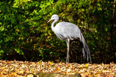 Mavi turna Grus paradisea, nesli tükenmekte olan bir kuştur