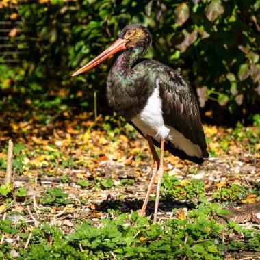 Siyah leylek, Ciconia nigra bir Alman Doğa Parkı