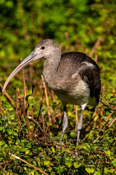 Ibis brillante, Plegadis falcinellus en un zoológico alemán — Foto de Stock