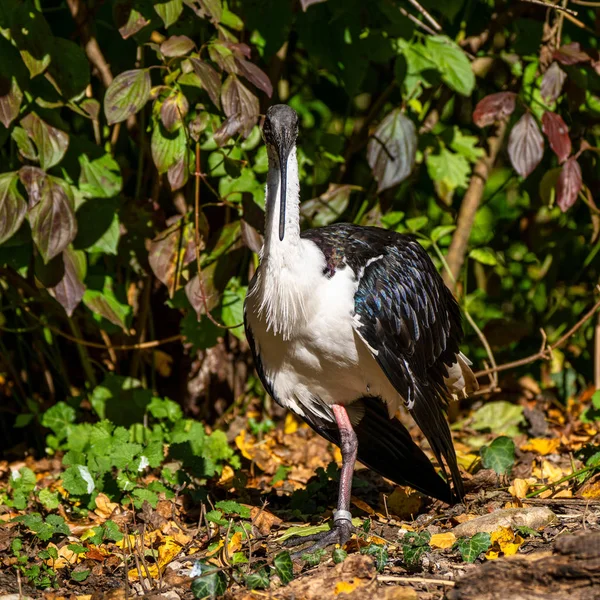 Ibis de cuello de paja, Threskiornis spinicollis en el zoológico — Foto de Stock