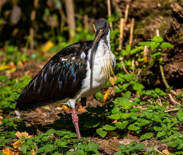 Ibis de pescoço de palha, Threskiornis spinicollis no zoológico — Fotografia de Stock