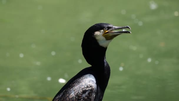 Grande Corvo Marinho Phalacrocorax Carbo Conhecido Como Grande Corvo Marinho — Vídeo de Stock