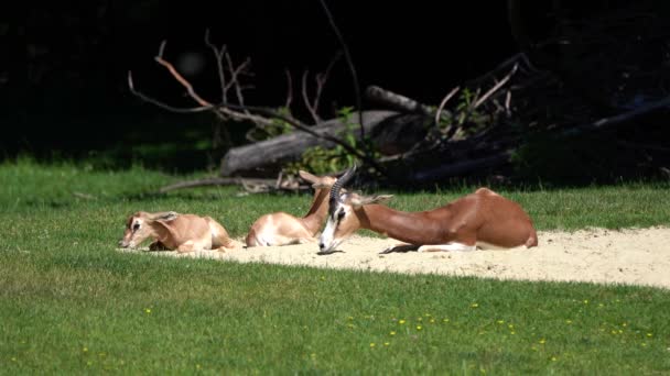 大马羚羊 Dama Gazelle 是一种羚羊 生活在撒哈拉沙漠和萨赫勒地区的非洲居民 在沙漠灌木和相思树上吃草 在干旱中吃粗糙的草 — 图库视频影像