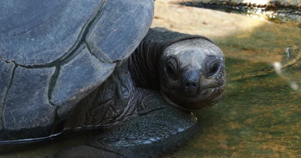 Die Aldabra Riesenschildkröte Aldabrachelys Gigantea Auf Der Insel Curieuse Standort — Stockvideo