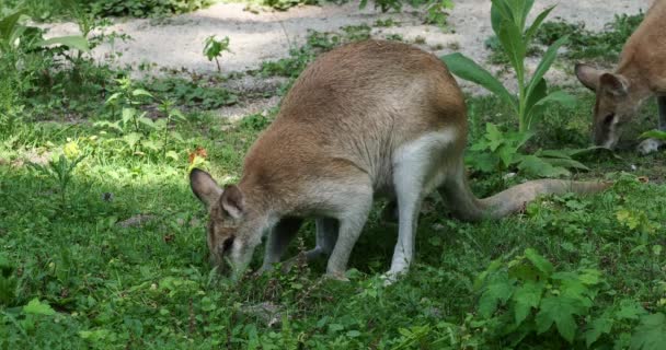 Roodbaardwallaby Macropus Agilis Een Wallaby Uit Familie Wallaby Wallaby — Stockvideo