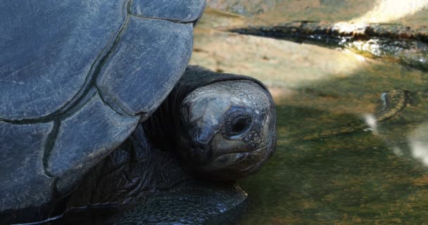 Γιγαντιαία Χελώνα Aldabra Aldabrachelys Gigantea Στο Νησί Curieuse Τόπος Ενός — Αρχείο Βίντεο