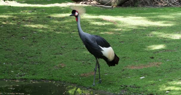 Hermosa Grúa Coronada Negra Balearica Pavonina — Vídeos de Stock