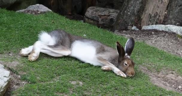 Fjällhare Lepus Timidus Även Känd Som Den Vita Haren Med — Stockvideo