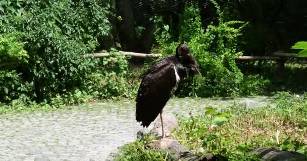 Der Schwarzstorch Ciconia Nigra Großer Vogel Der Storchenfamilie Ciconiidae — Stockvideo