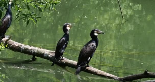 Μεγάλος Κορμοράνος Phalacrocorax Carbo Γνωστός Μεγάλος Μαύρος Κορμοράνος Όλο Βόρειο — Αρχείο Βίντεο