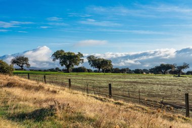 İspanya, Trujillo yakınlarındaki Zorita 'daki Extremadura tarlalarında zeytin ağaçları
