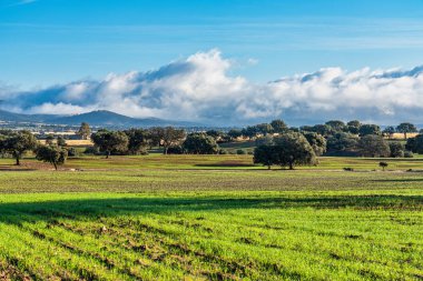 İspanya, Trujillo yakınlarındaki Zorita 'daki Extremadura tarlalarında zeytin ağaçları