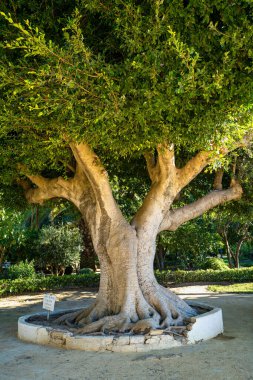Cadiz, Endülüs, İspanya 'da güzel yeşil genovalar