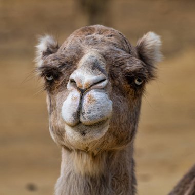 Dromedary, Camelus dromedarius Jerez de la Frontera 'da, Endülüs, İspanya
