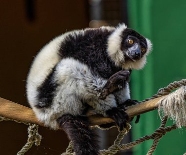 Jerez de la Frontera, Endülüs, İspanya 'da siyah ve beyaz yakutlu lemur