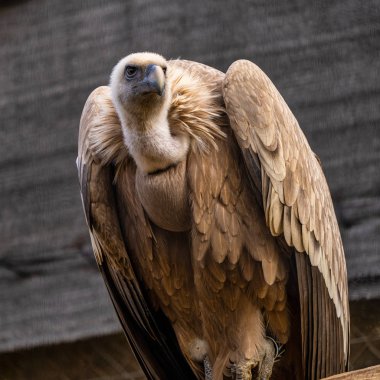 Griffon akbabası, Jerez de la Frontera 'da Gyps fulvus, Endülüs, İspanya