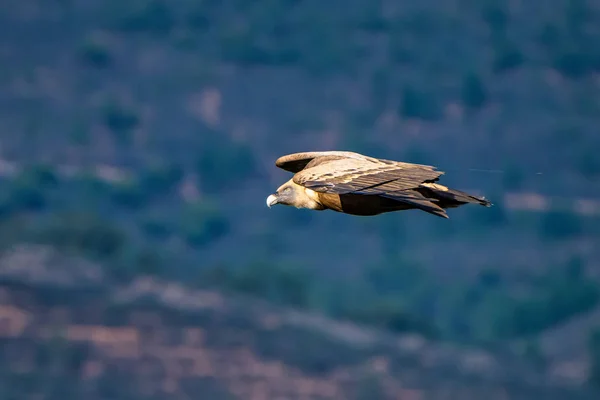 Buitre leonado, Gyps fulvus en el Parque Nacional de Monfrague. Extremadura, España —  Fotos de Stock