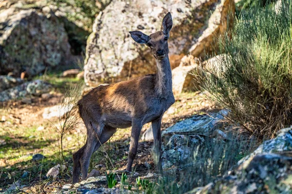 Iberian red deer, Cervus elaphus hispanicus. Monfrague National Park, Spain. — 스톡 사진