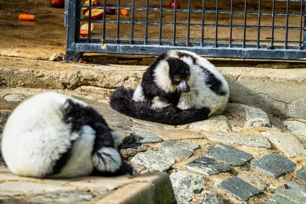 Lemur czarno-biały w Jerez de la Frontera, Andaluzja, Hiszpania — Zdjęcie stockowe