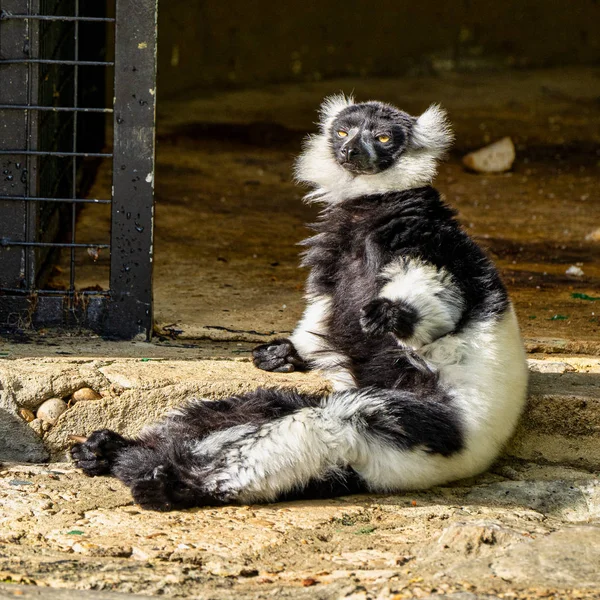 Lemur czarno-biały w Jerez de la Frontera, Andaluzja, Hiszpania — Zdjęcie stockowe