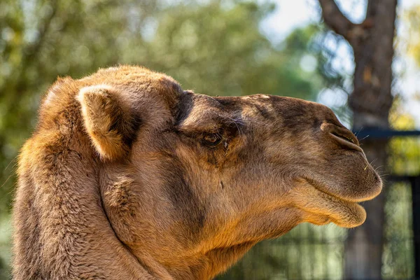 Dromedary, Camelus dromedarius in Jerez de la Frontera, Andalusia, Spain — 스톡 사진