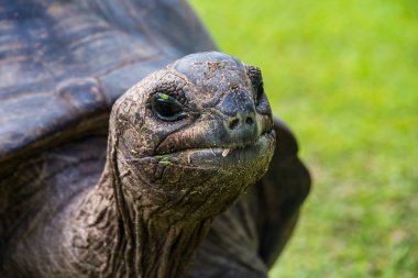 Aldabra dev kaplumbağa, Curieuse Deniz Ulusal Parkı, Curieuse, Seyşeller