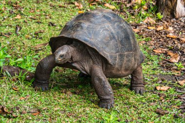 Aldabra dev kaplumbağa, Curieuse Deniz Ulusal Parkı, Curieuse, Seyşeller