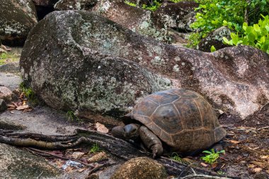 Aldabra dev kaplumbağa, Curieuse Deniz Ulusal Parkı, Curieuse, Seyşeller