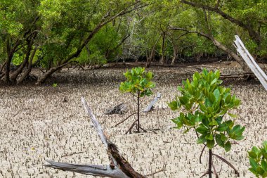 Seyşeller 'deki tropik ada Curieuse, Hint Okyanusu, Afrika