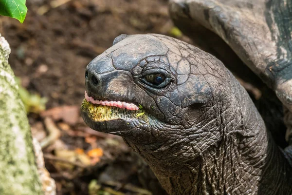 Giant Aldabra Seychelles Tortoise in Union Estate Park, La Digue, Seychelles — 스톡 사진