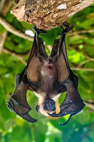 Seychelles fruit bat or flying fox Pteropus seychellensis at La Digue,Seychelles