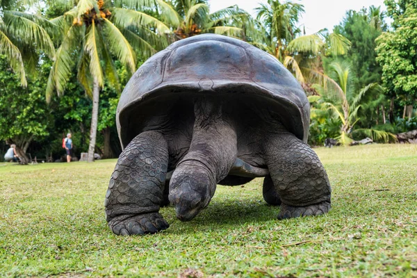 Aldabra jätte sköldpadda, Curieuse Marine National Park, Curieuse, Seychellerna — Stockfoto