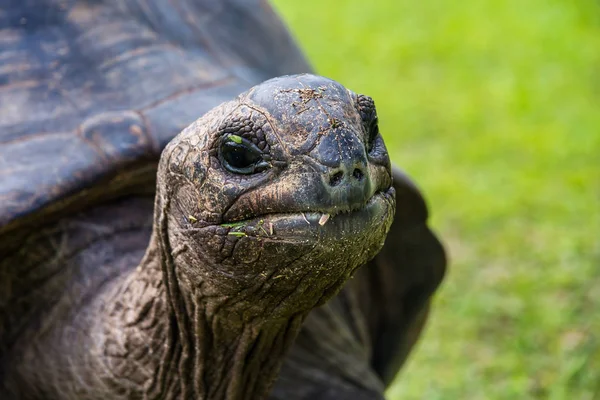 Aldabra giant tortoise, Εθνικό Θαλάσσιο Πάρκο Curieuse, Curieuse, Σεϋχέλλες — Φωτογραφία Αρχείου