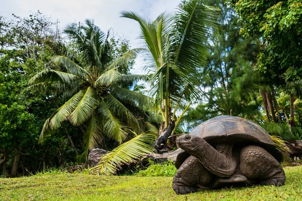 Aldabra giant tortoise, Curieuse Marine National Park, Curieuse, Seychelles — 스톡 사진