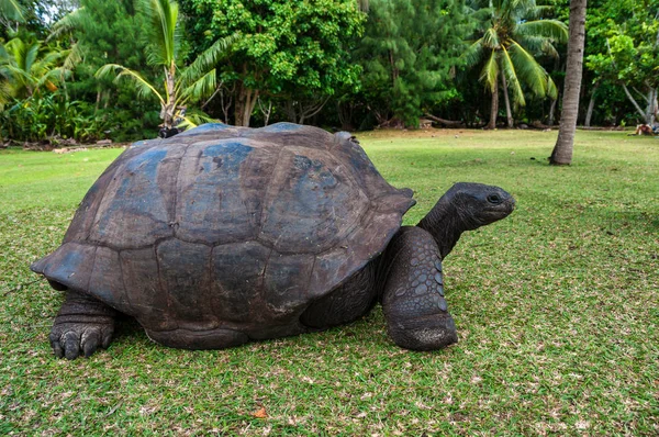 Tartaruga gigante Aldabra, Parque Nacional Marinho Curieuse, Curieuse, Seychelles — Fotografia de Stock