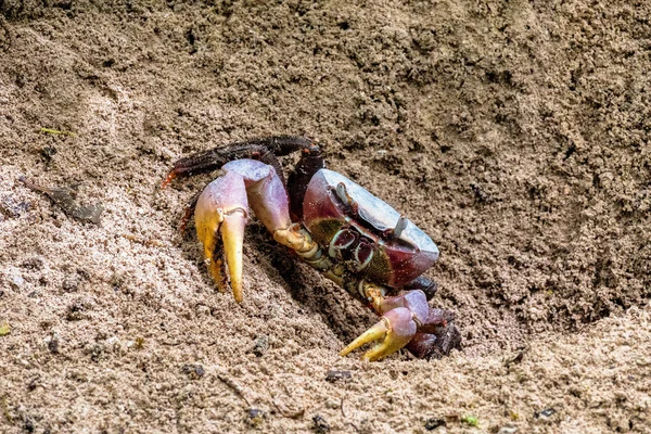 Spider Crab, Neosarmatium meinerti di hutan bakau di Curieuse, Seychelles . — Stok Foto