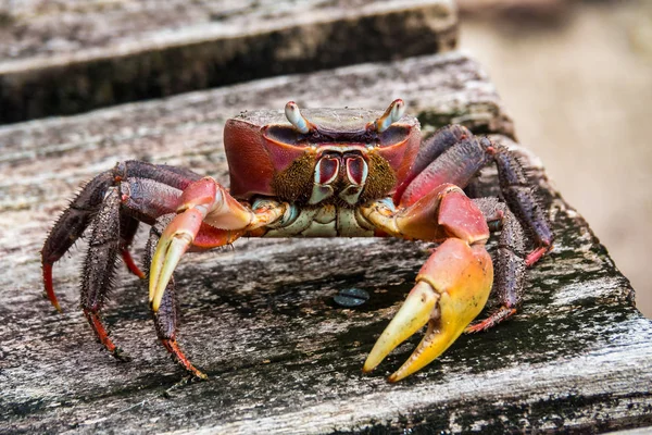 塞舌尔Curieuse红树林中的新乳蟹(Spider Crab). — 图库照片